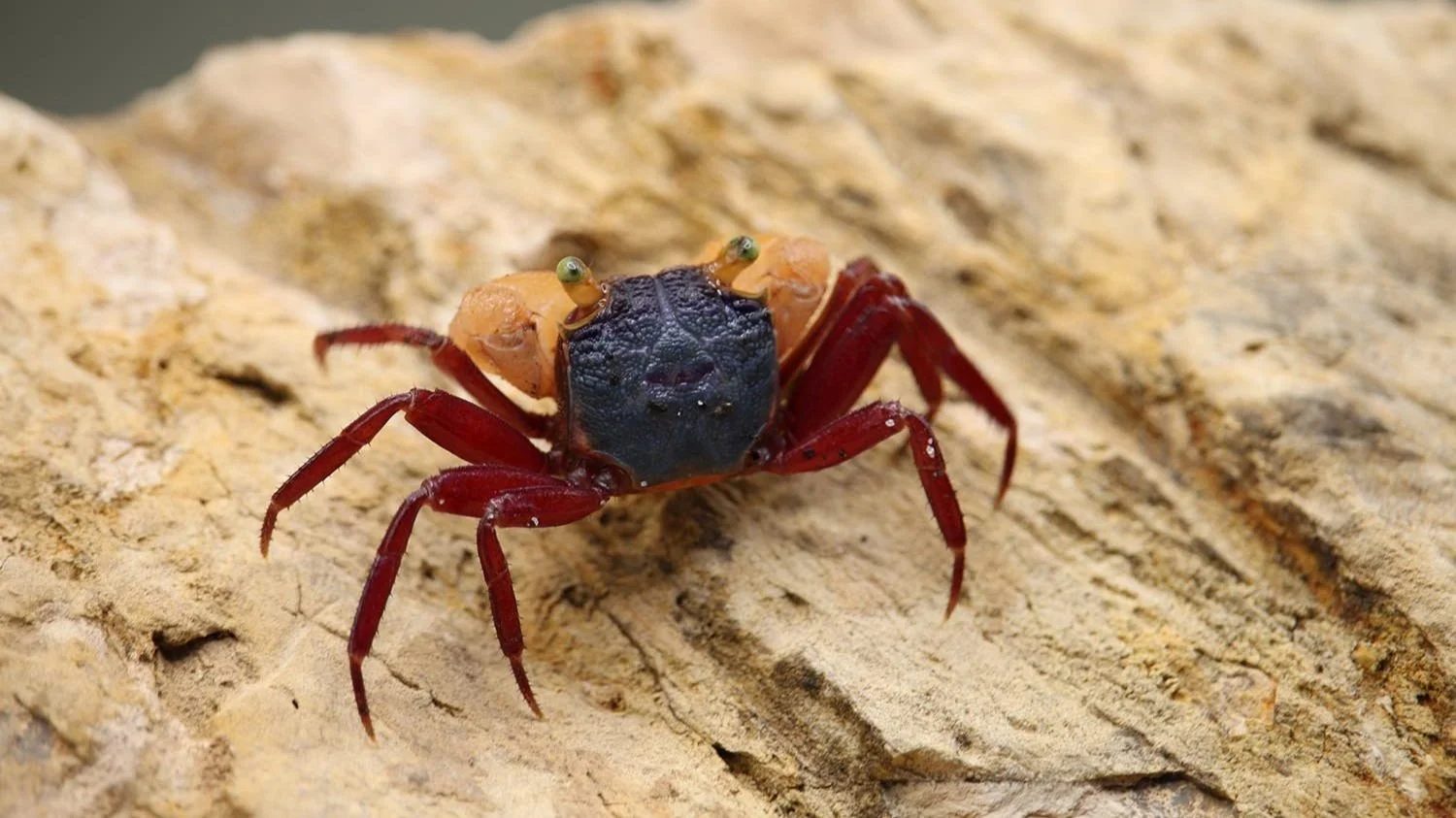 ウメモドキ GEOSESARMA NOTOPHORUM (WHITE MANDARIN VAMPIRE CRAB) — Indoor Ecosystem